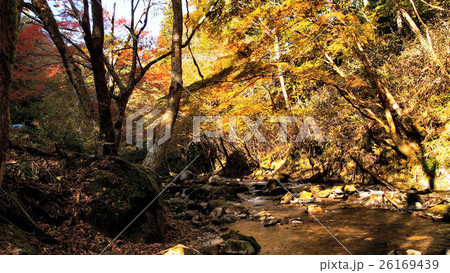 秋の花園渓谷 26169439