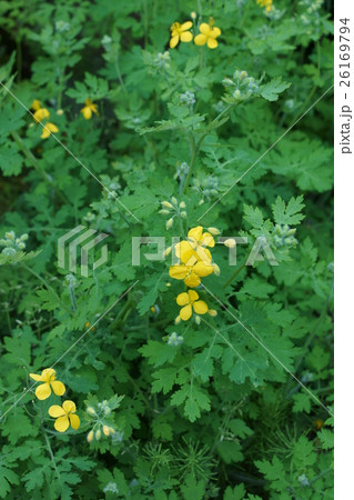 瘡の王 クサノオウ 花言葉は「思い出」 瘡の王 クサノオウ 花言葉は「思い出」 26169794