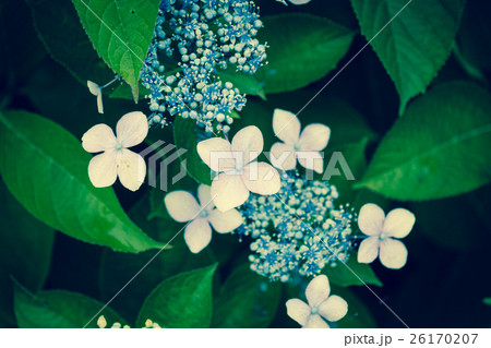 梅雨の花 26170207