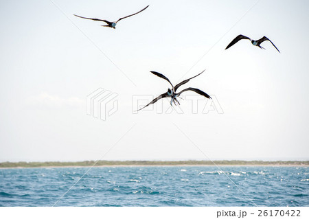 Frigate bird while fighting for a fish catch 26170422