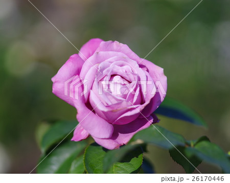 ピンク色薔薇シャルルドゴールの写真素材