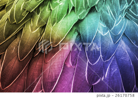 Feather. Colorful Bird Feathers Detail. Feather. Colorful Bird Feathers Detail. 26170758