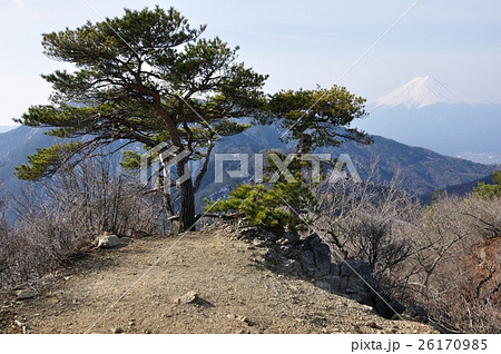 山頂に立つ松と富士山 山頂に立つ松と富士山 26170985