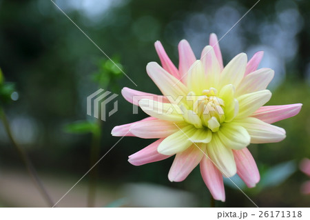 ダリア・チャンデロンの花 ダリア・チャンデロンの花 26171318