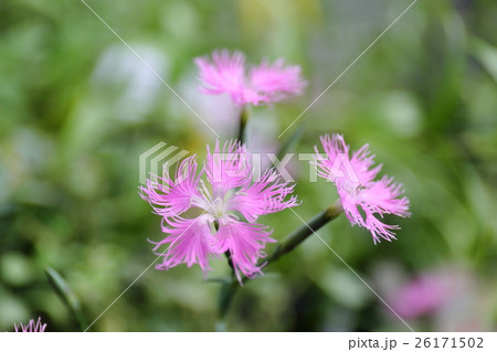カワラナデシコの花 26171502