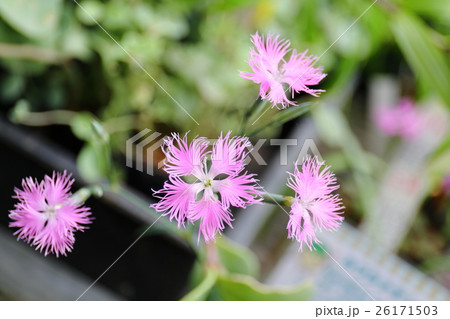 カワラナデシコの花 26171503