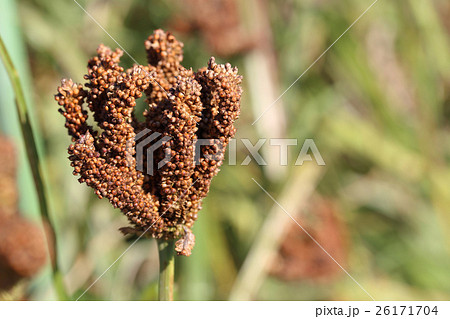 シコクビエ 26171704