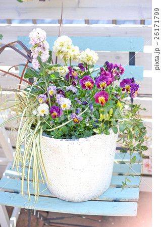 パンジーとストックの寄せ植え パンジーとストックの寄せ植え 26171799