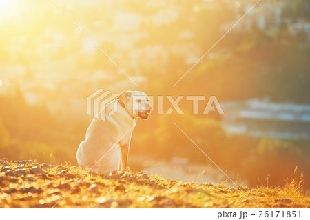 Happy dog at the sunrise 26171851