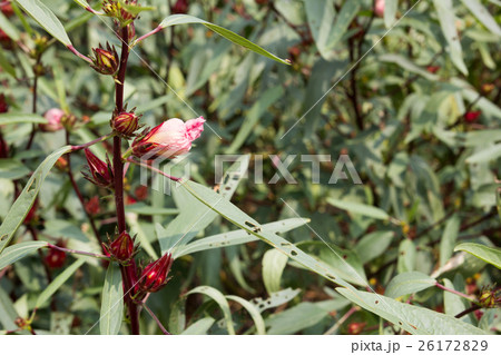 Hibiscus sabdariffa, Roselle flower in the garden 26172829