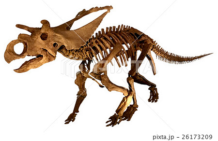 トリケラトプス化石骨格 (背景切り抜き)の写真素材 [26173209] - PIXTA