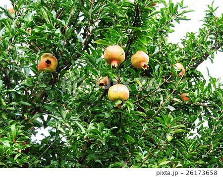 庭木などの観賞用のほか 食用になるザクロ 女性ホルモンのエストロゲンを含み 美容と健康に役立つ の写真素材