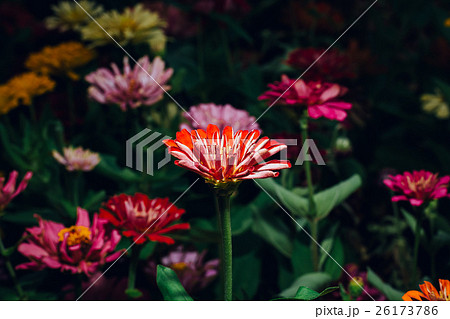Zinnia flowers 26173786