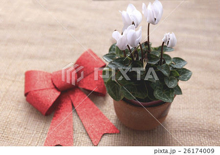 花　シクラメン　品種：ガーデンシクラメン 26174009