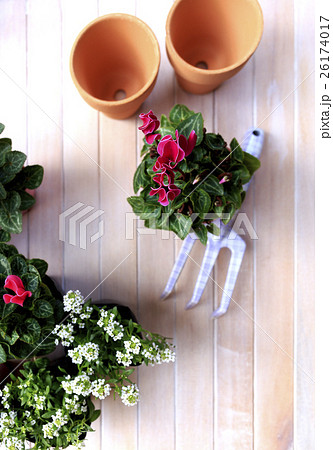 花　シクラメン　品種：ガーデンシクラメン 26174017