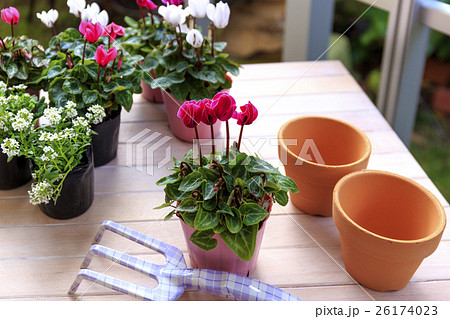 花　シクラメン　品種：ガーデンシクラメン 26174023