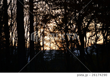森の夕日 森の夕日 26174290