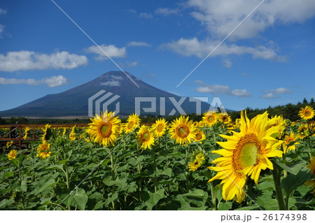 山中湖花の都公園の向日葵と富士山 26174398