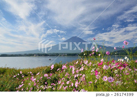河口湖畔のコスモスと富士山 26174399