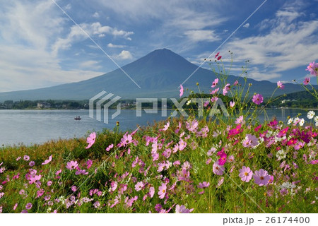 河口湖畔のコスモスと富士山 26174400