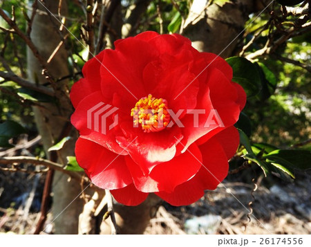唱歌にも歌われるお馴染みの山茶花は、晩秋の花の少ない時期に目を楽しませてくれる貴重な植物である。 唱歌にも歌われるお馴染みの山茶花は、晩秋の花の少ない時期に目を楽しませてくれる貴重な植物である。 26174556