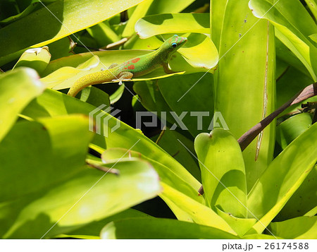 ハワイの緑ヤモリ 26174588
