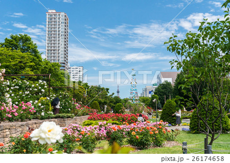 札幌大通公園 バラ 札幌大通公園 バラ 26174658