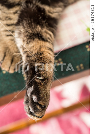 ✿猫の手✿ 猫の手の写真素材 [26174811] - PIXTA