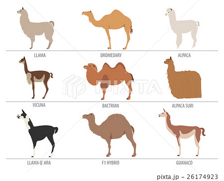 Camel, llama, guanaco, alpaca breeds icon set. Camel, llama, guanaco, alpaca breeds icon set. 26174923