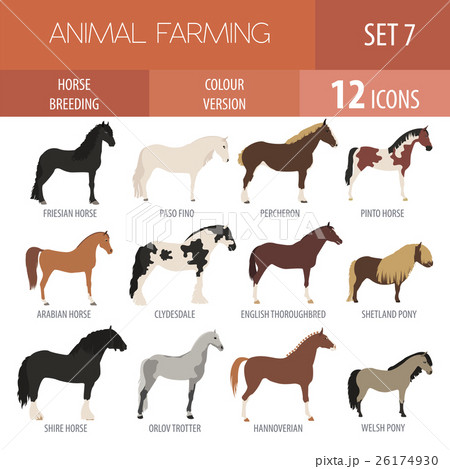Horse breeding icon set. Farm animal. Flat design Horse breeding icon set. Farm animal. Flat design 26174930