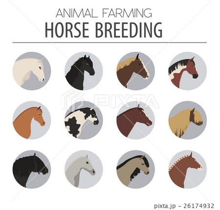 Horse breeding icon set. Farm animal. Flat design Horse breeding icon set. Farm animal. Flat design 26174932