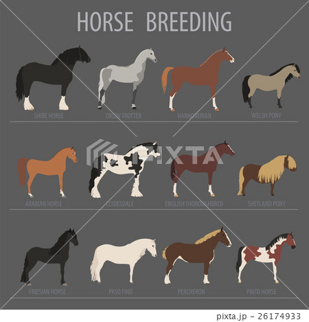 Horse Breeding Icon Set Farm Animal Flat Designのイラスト素材