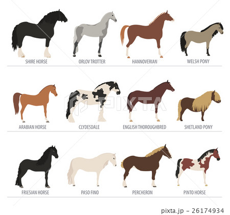 Horse breeding icon set. Farm animal. Flat design 26174934