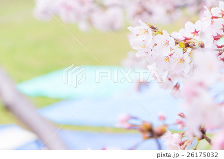 お花見の場所取り ソメイヨシノ さくら そめいよしの 染井吉野 お花見の場所取り ソメイヨシノ さくら そめいよしの 染井吉野 26175032