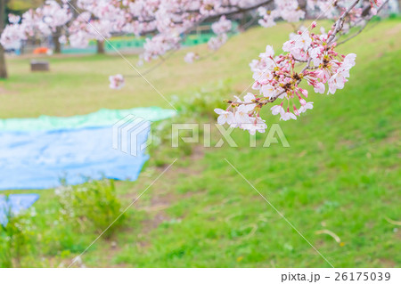 お花見の場所取り ソメイヨシノ さくら そめいよしの 染井吉野 お花見の場所取り ソメイヨシノ さくら そめいよしの 染井吉野 26175039
