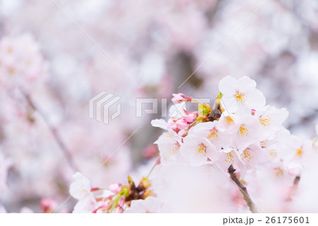 桜 そめいよしの さくら クローズアップ 接写 コピースペース 桜 そめいよしの さくら クローズアップ 接写 コピースペース 26175601