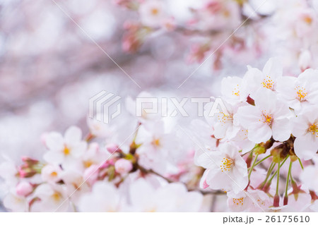 桜 そめいよしの さくら クローズアップ 接写 コピースペース 桜 そめいよしの さくら クローズアップ 接写 コピースペース 26175610