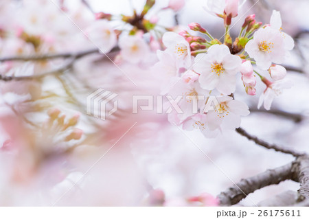 桜 そめいよしの さくら クローズアップ 接写 コピースペース 桜 そめいよしの さくら クローズアップ 接写 コピースペース 26175611