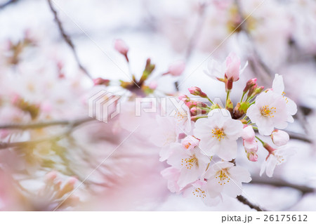 桜 そめいよしの さくら クローズアップ 接写 コピースペース 桜 そめいよしの さくら クローズアップ 接写 コピースペース 26175612