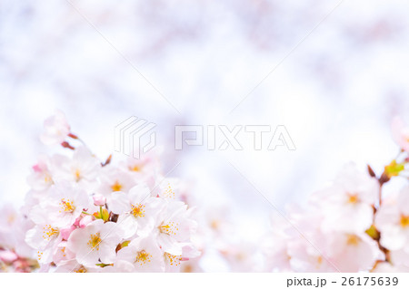 桜 そめいよしの さくら クローズアップ 接写 コピースペース 桜 そめいよしの さくら クローズアップ 接写 コピースペース 26175639