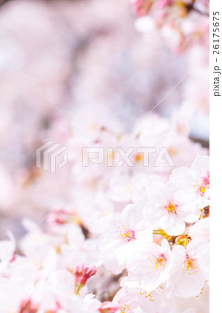 桜 そめいよしの さくら クローズアップ 接写 コピースペース 桜 そめいよしの さくら クローズアップ 接写 コピースペース 26175675