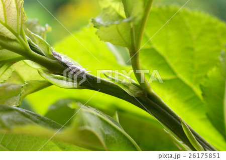 mealybug eating sap from young tree 26175851