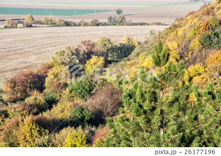 Decidious and coniferous forest with fields 26177196