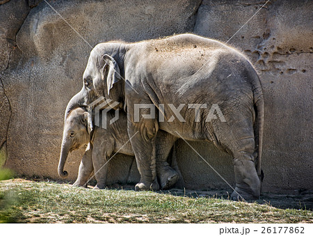 Asian elephant - Elephas maximus, mother with cub Asian elephant - Elephas maximus, mother with cub 26177862