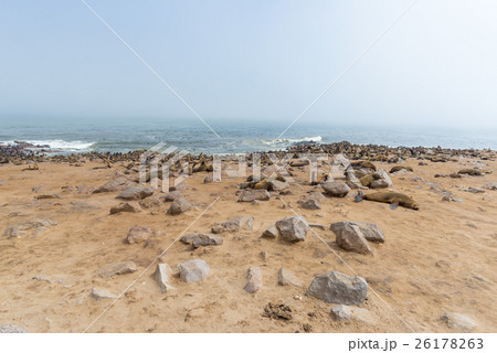 The seal colony at Cape Cross 26178263