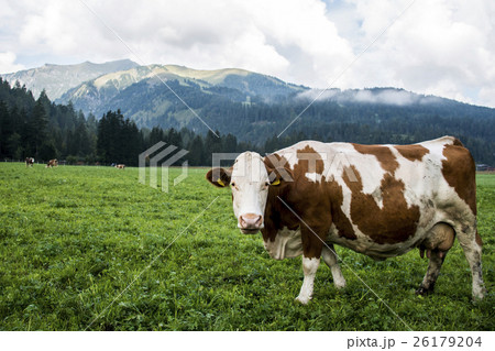 Cow at Seekaralm llake Achen in Austria looking Cow at Seekaralm llake Achen in Austria looking 26179204