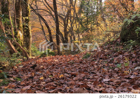 落葉の道 26179322