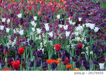 flower blossom growing colored tulip spring flower blossom growing colored tulip spring 26179450
