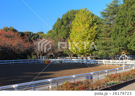 根岸森林公園のポニー牧場 26179723