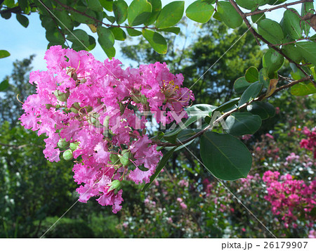 サルスベリの花 サルスベリの花 26179907